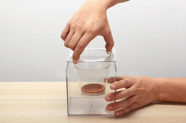 Self-Watering Transparent Flowerpot: The Sustainable Solution For Home